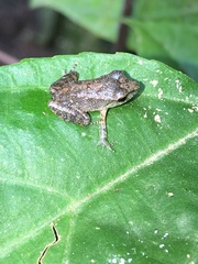 Pristimantis malkini