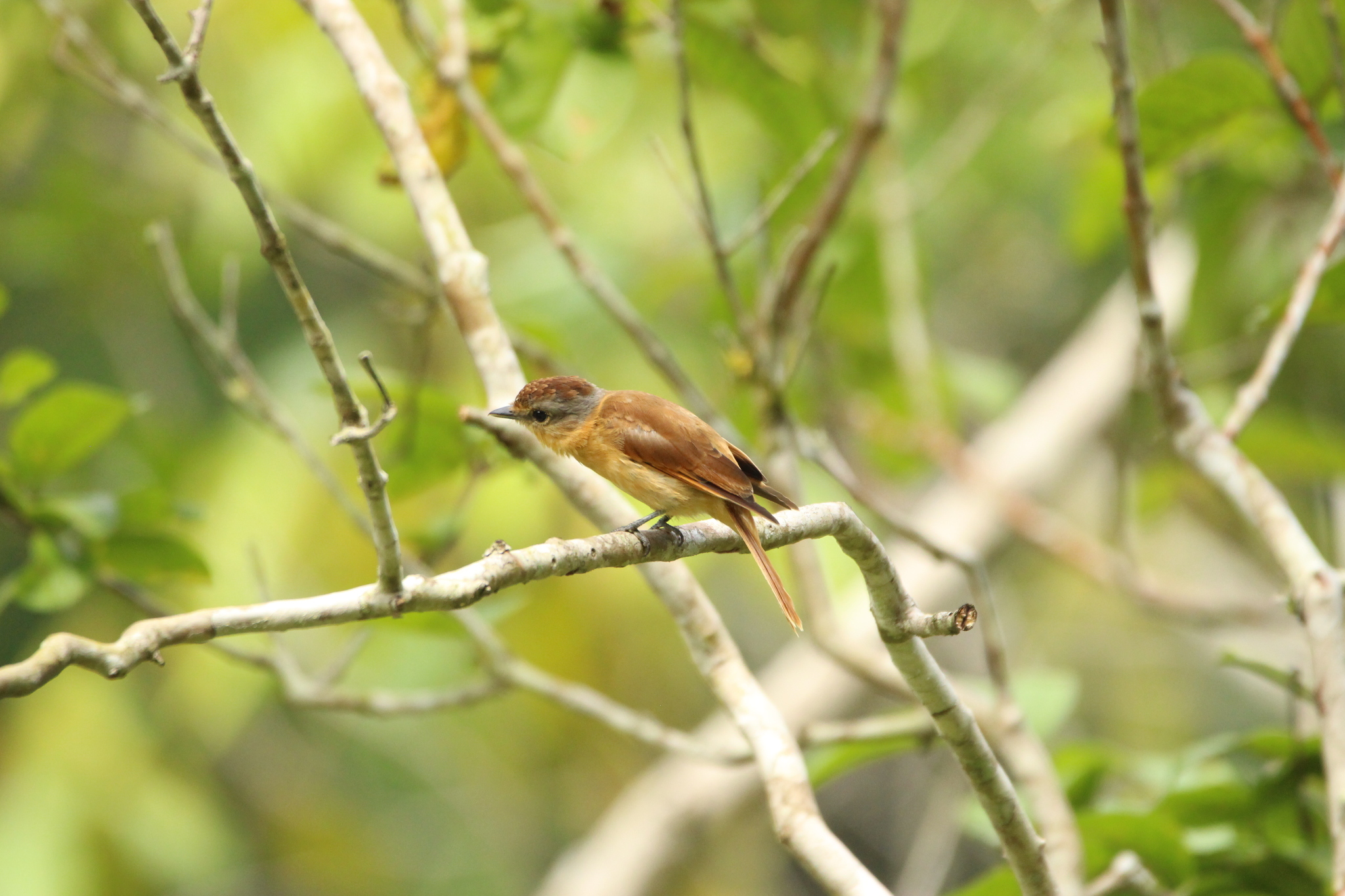 Chestnut-crowned Becard (Pachyramphus castaneus), photo 5