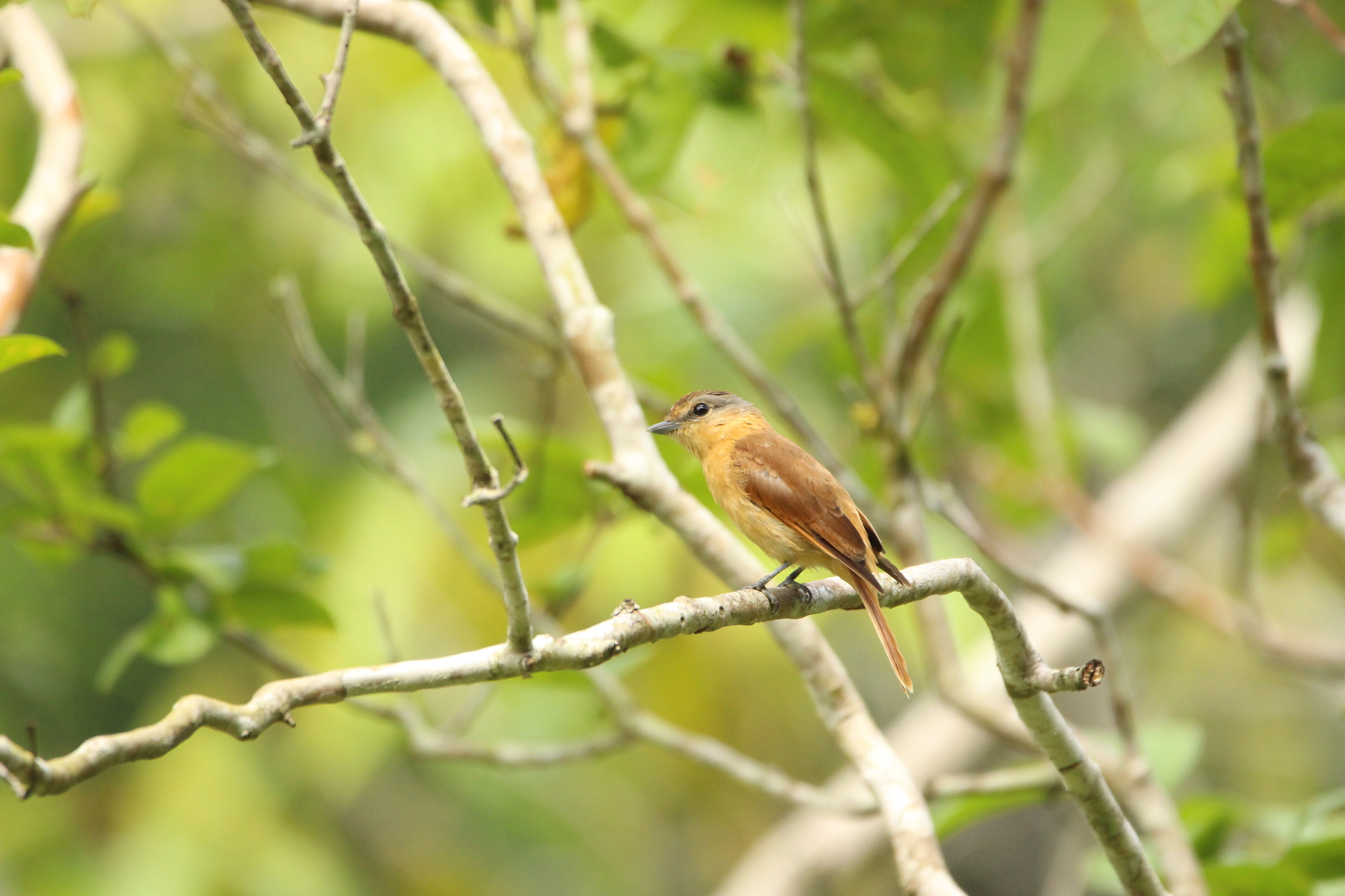 Chestnut-crowned Becard (Pachyramphus castaneus), photo 3