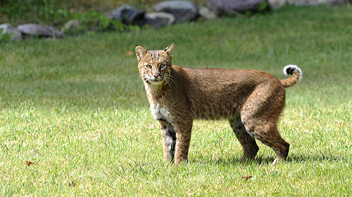 Bobcat photographed in New Jersey