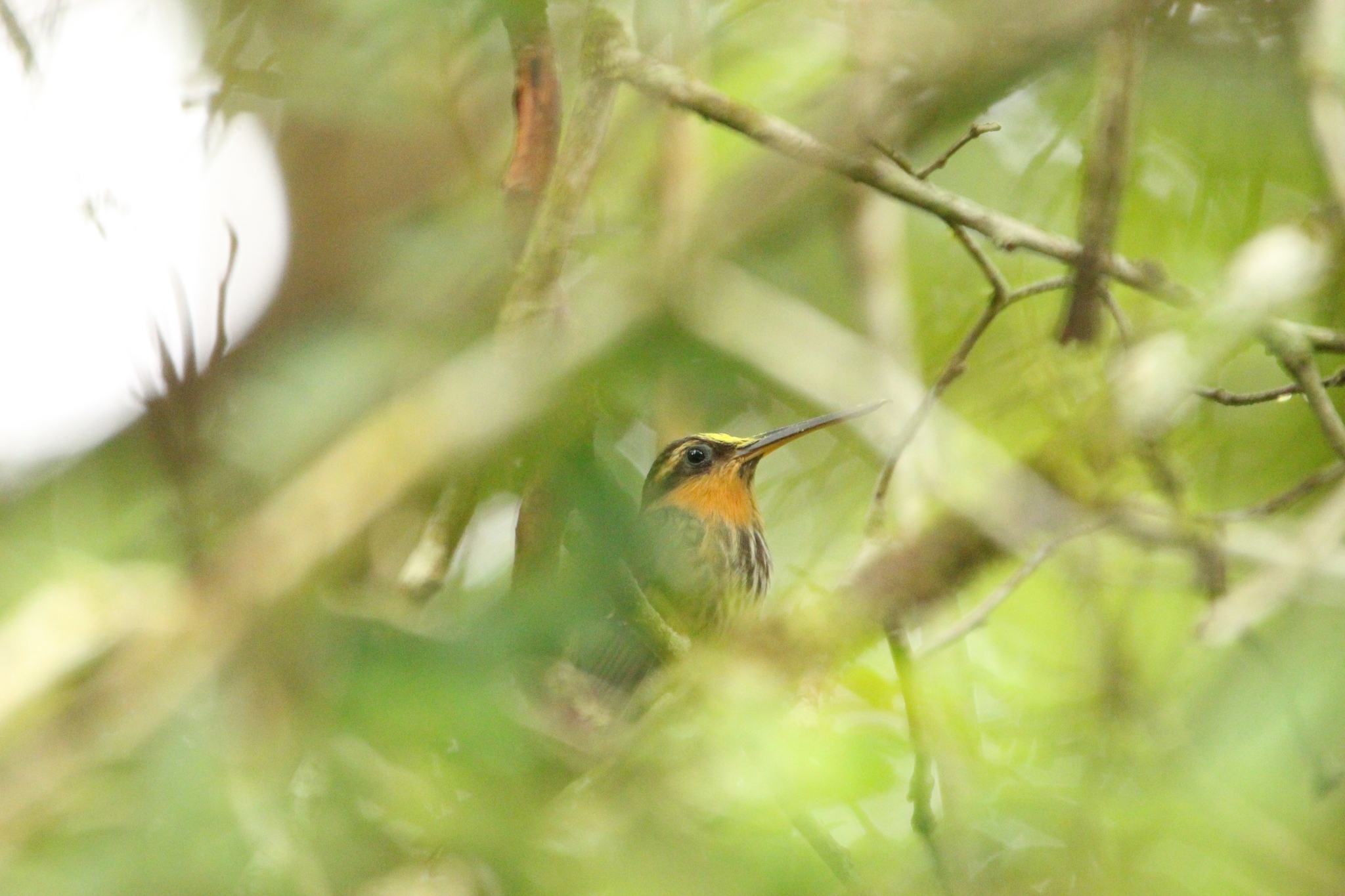 Saw-billed Hermit (Ramphodon naevius), photo 1