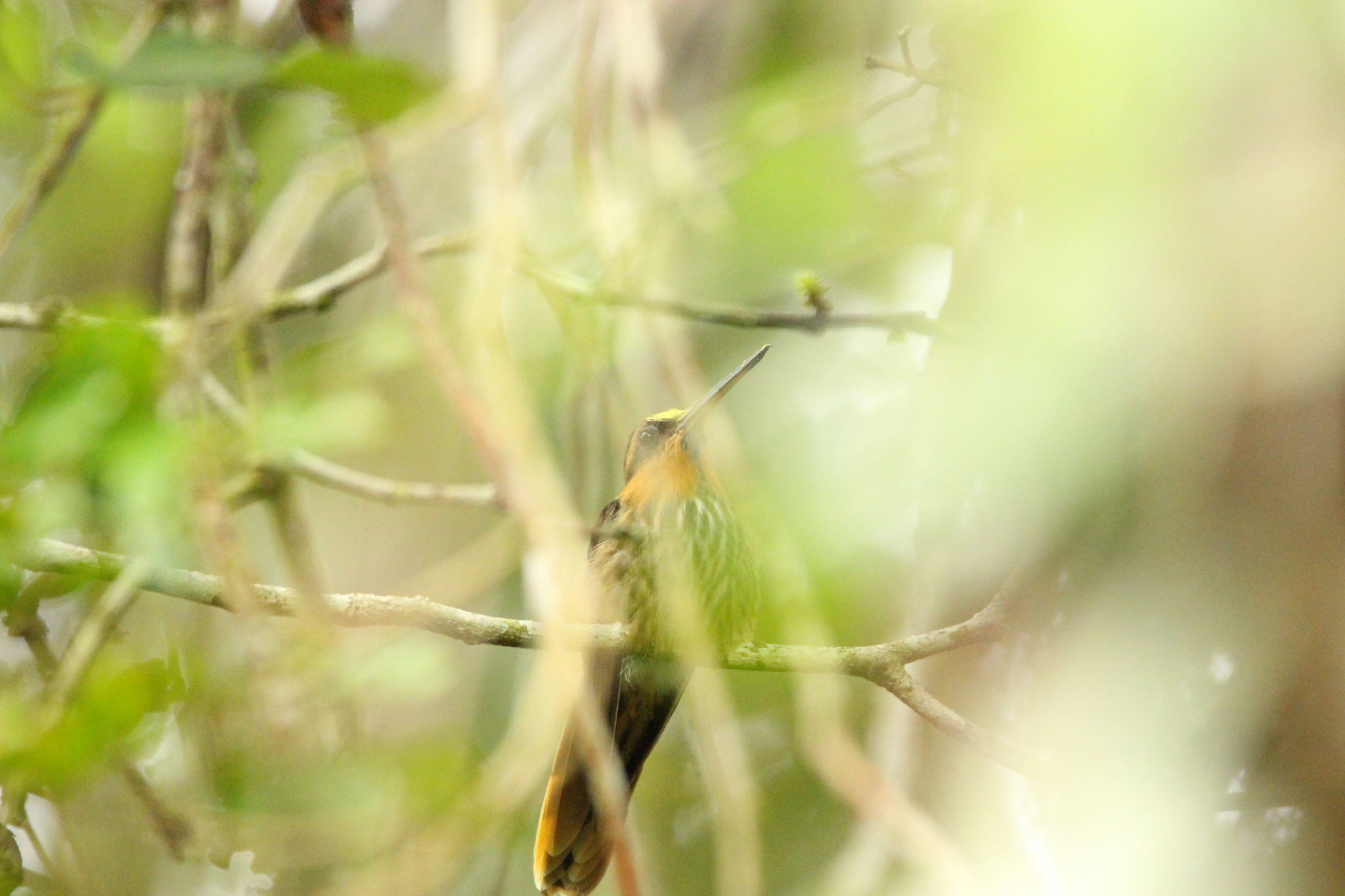 Saw-billed Hermit (Ramphodon naevius), photo 9