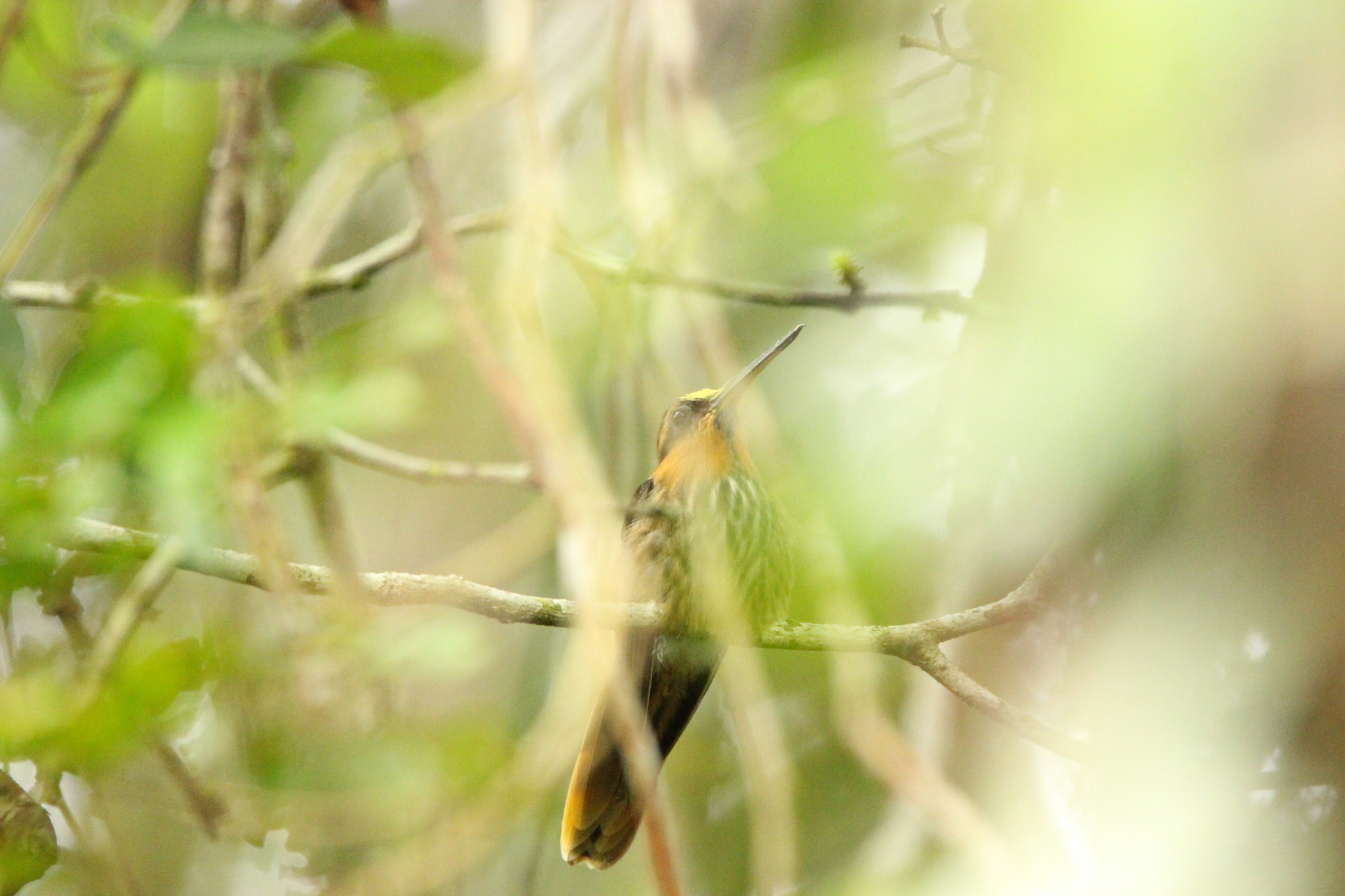 Saw-billed Hermit (Ramphodon naevius), photo 10