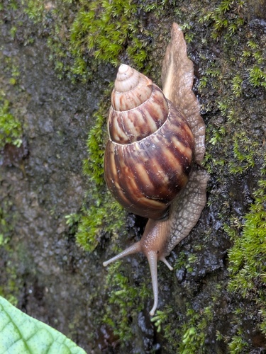 Lissachatina fulica