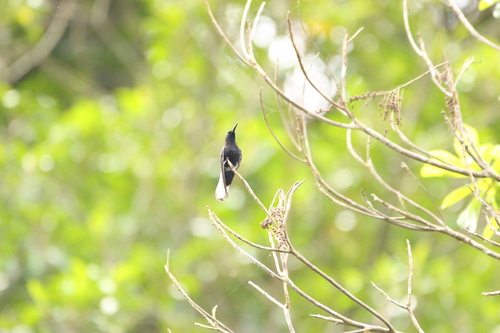 Black Jacobin (Florisuga fusca), photo 5