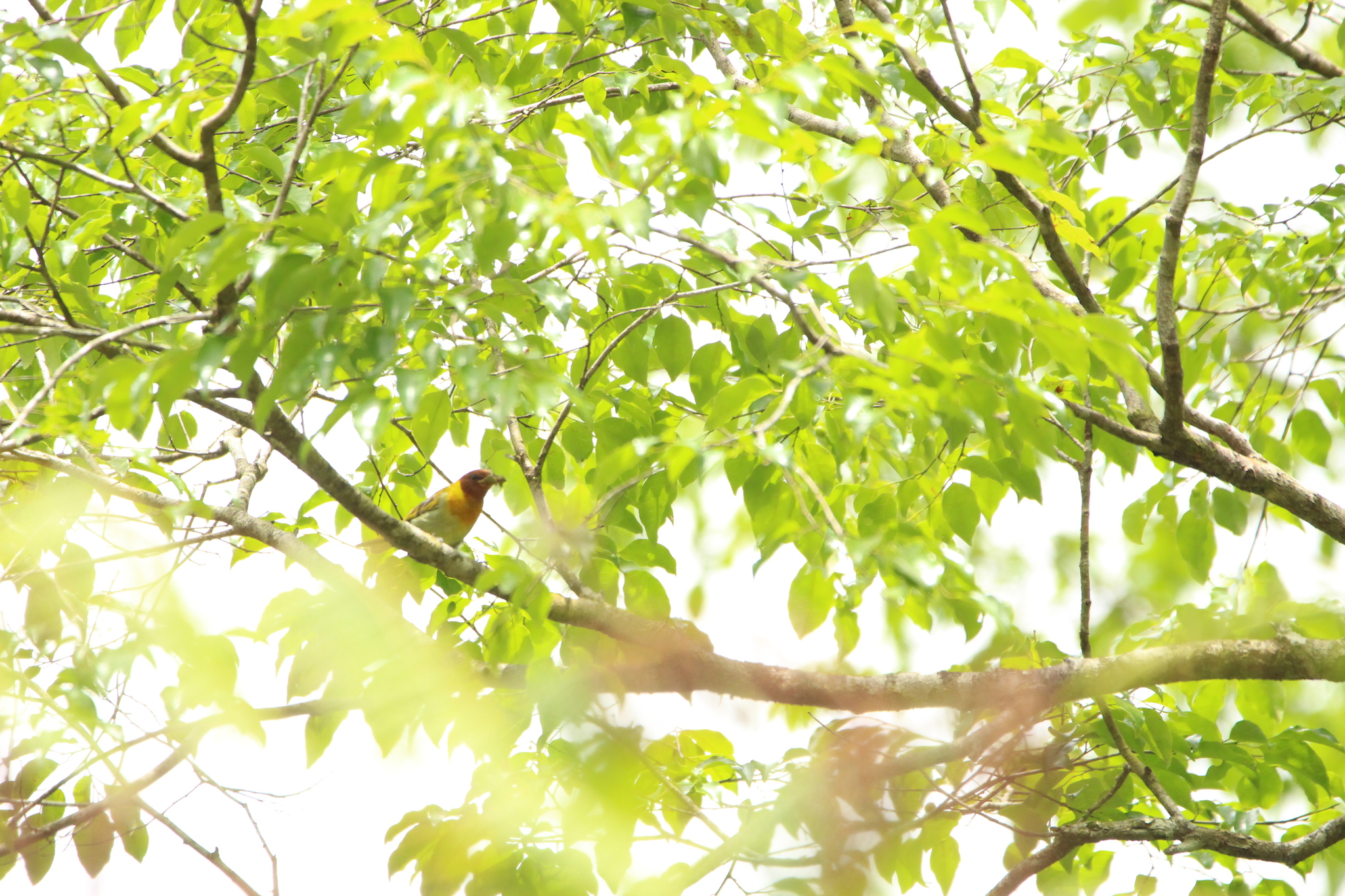 Rufous-headed Tanager (Hemithraupis ruficapilla), photo 2
