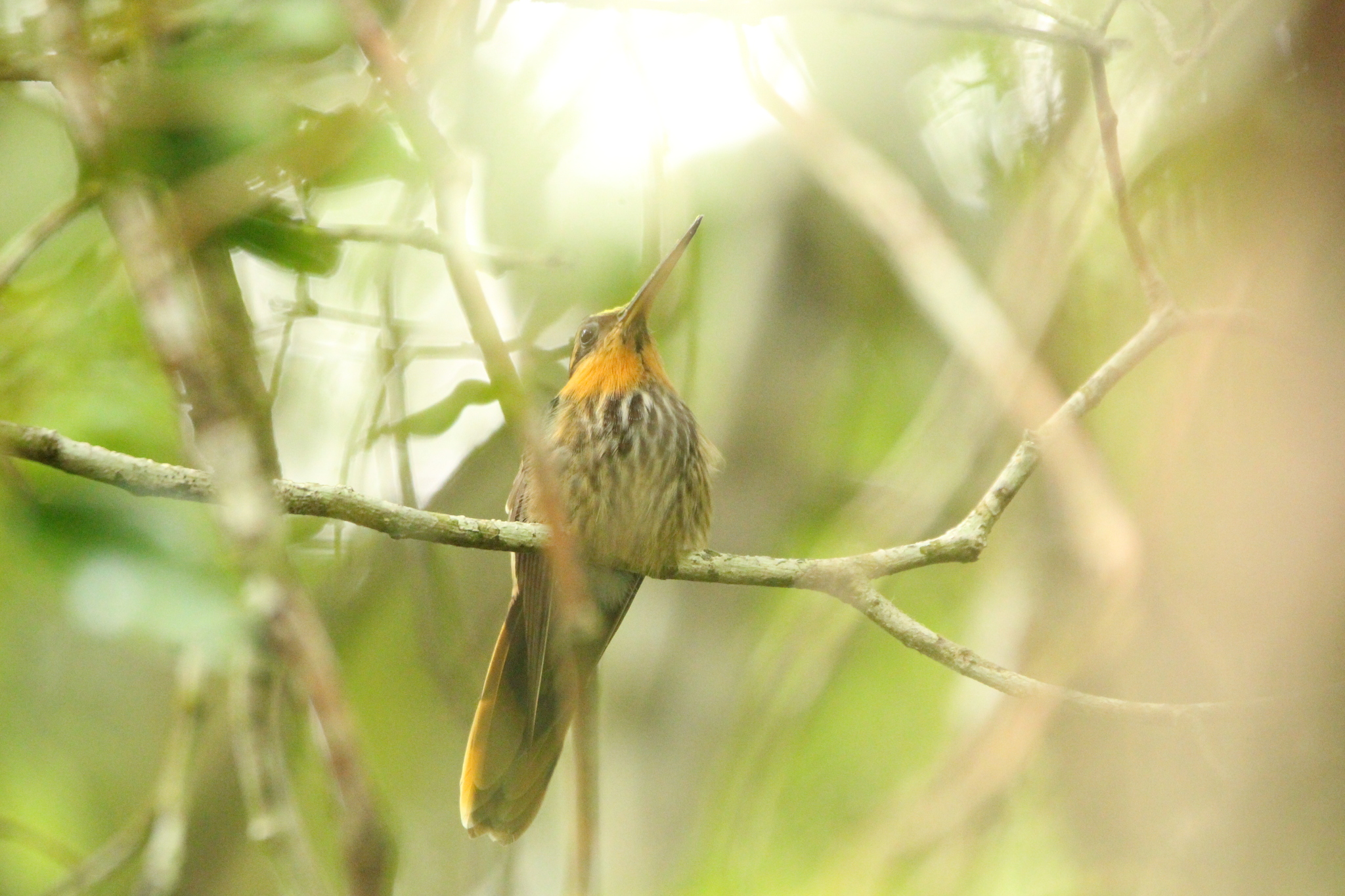Saw-billed Hermit (Ramphodon naevius), photo 2