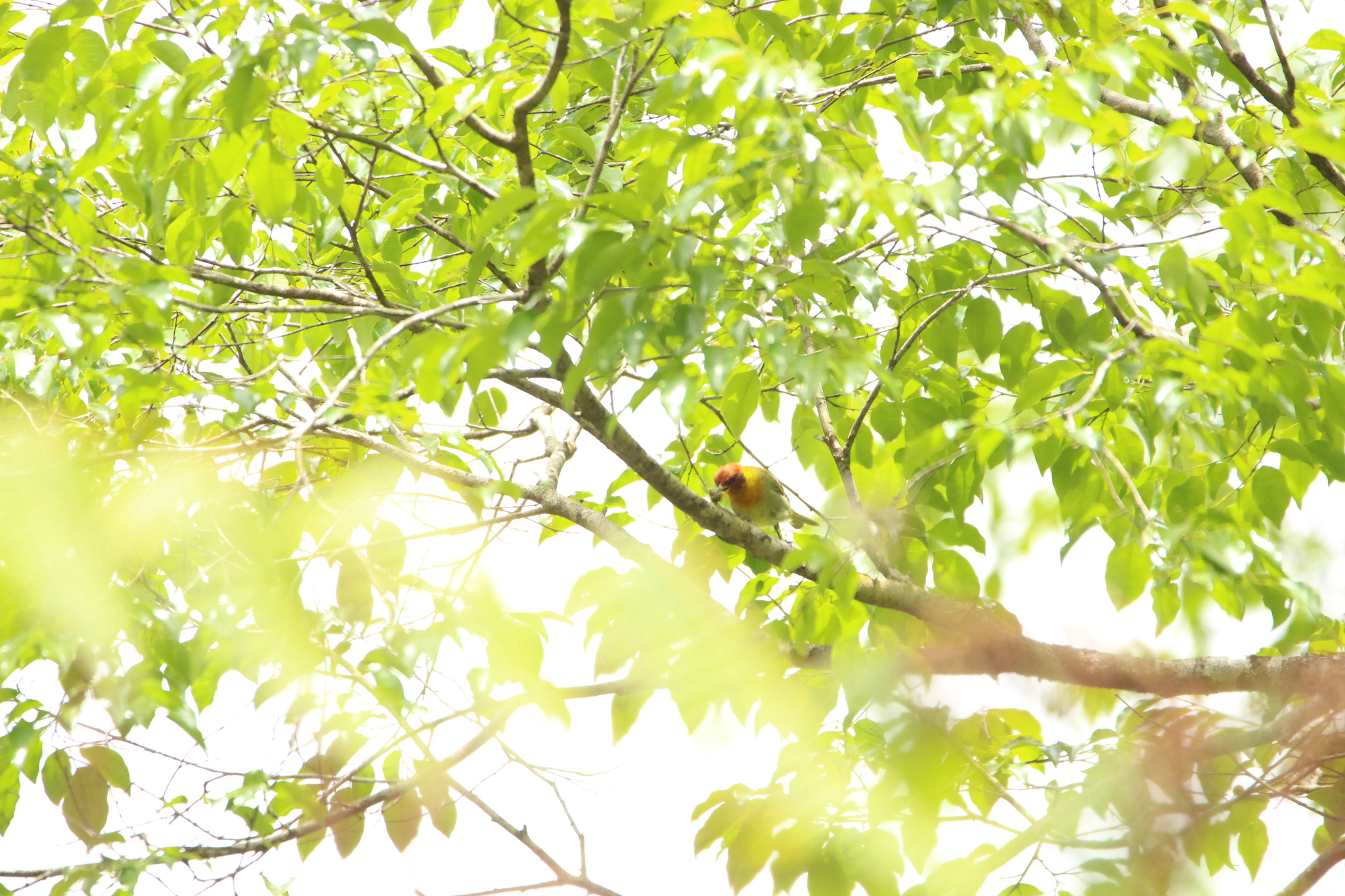 Rufous-headed Tanager (Hemithraupis ruficapilla), photo 3