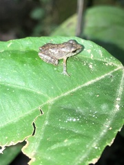 Pristimantis malkini