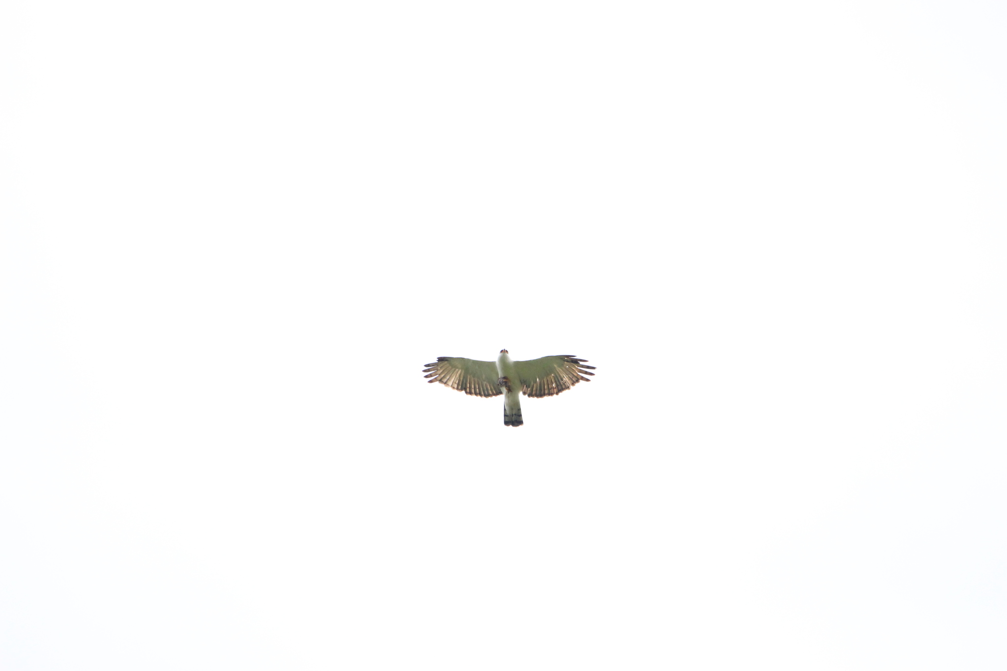 Black-and-white Hawk-Eagle (Spizaetus melanoleucus), photo 9