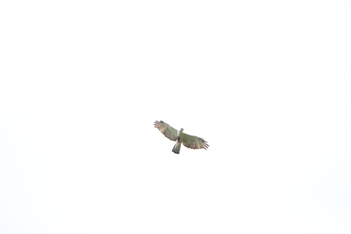 Black-and-white Hawk-Eagle (Spizaetus melanoleucus), photo 6