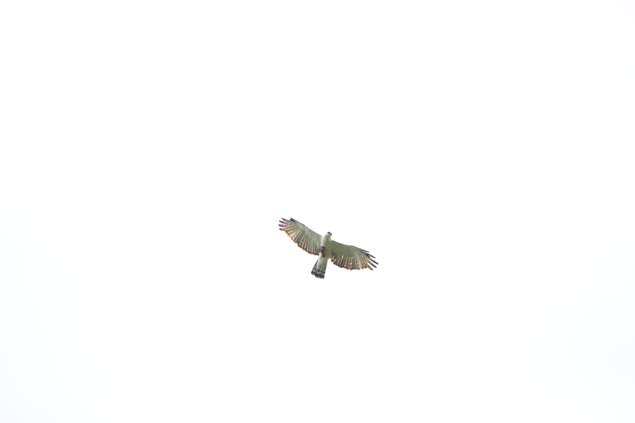 Black-and-white Hawk-Eagle (Spizaetus melanoleucus), photo 10