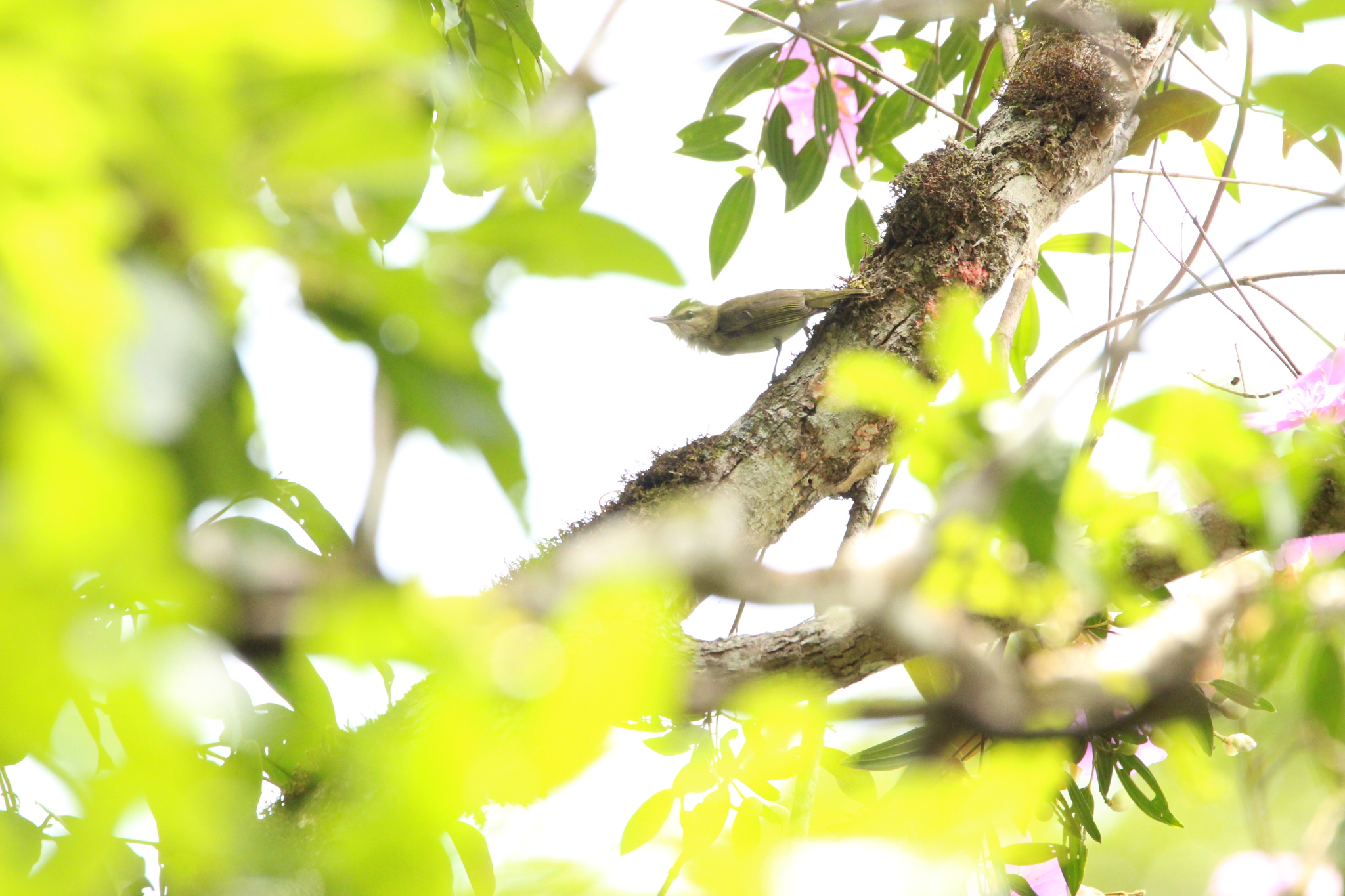 Red-eyed Vireo (Vireo olivaceus), photo 6