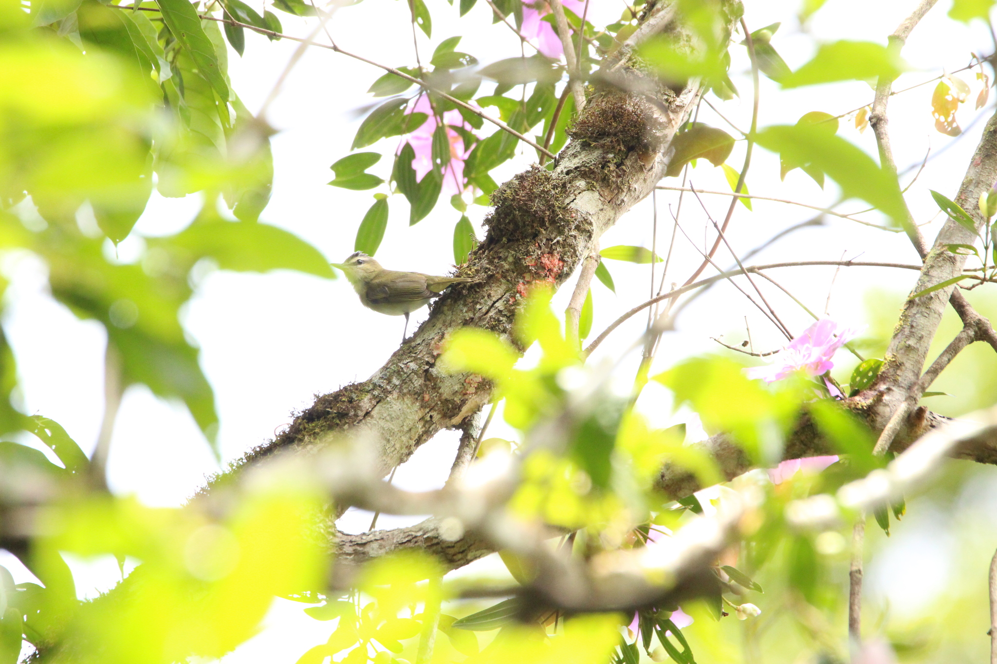 Red-eyed Vireo (Vireo olivaceus), photo 5