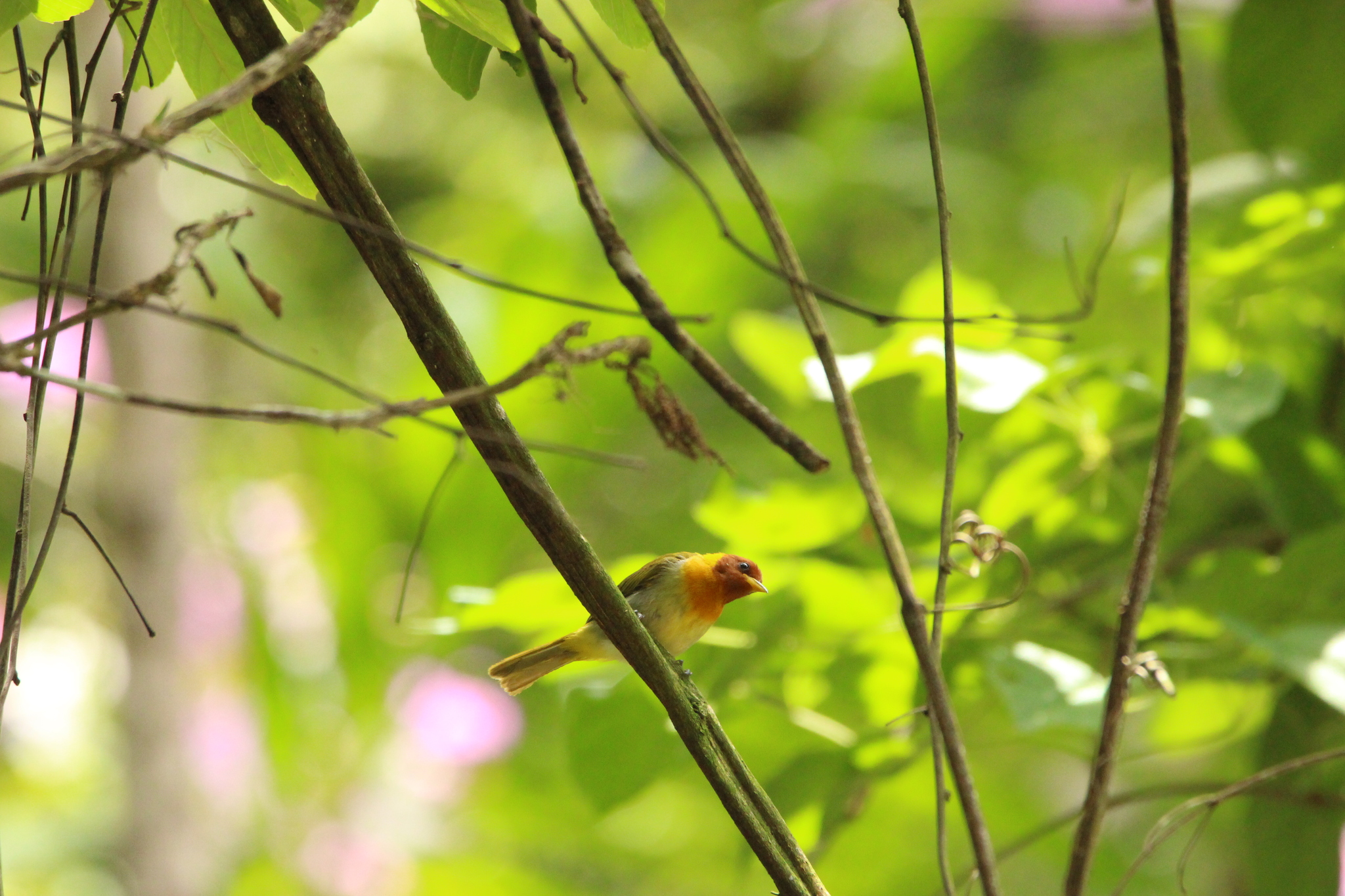 Rufous-headed Tanager (Hemithraupis ruficapilla), photo 4