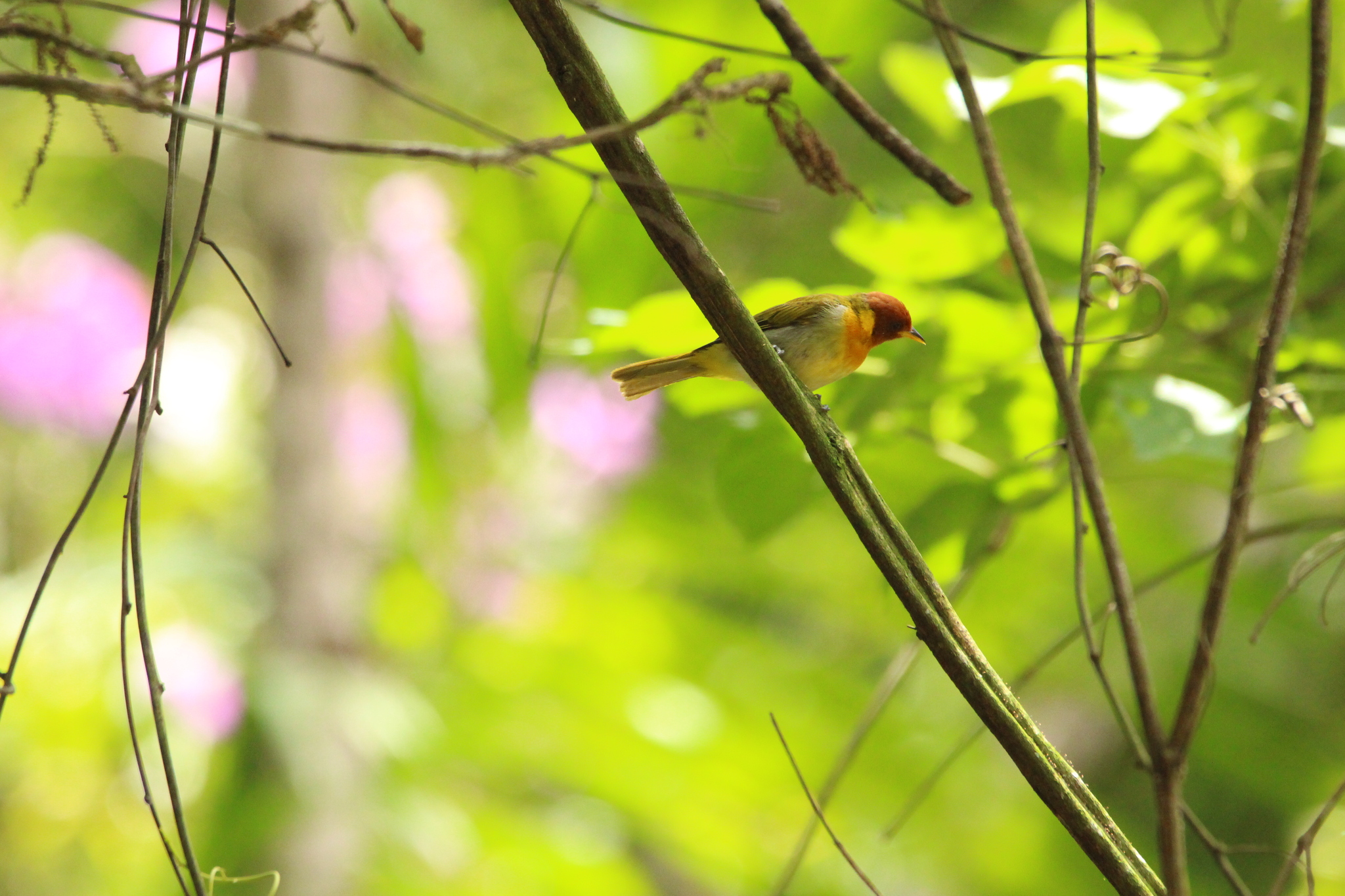 Rufous-headed Tanager (Hemithraupis ruficapilla), photo 5