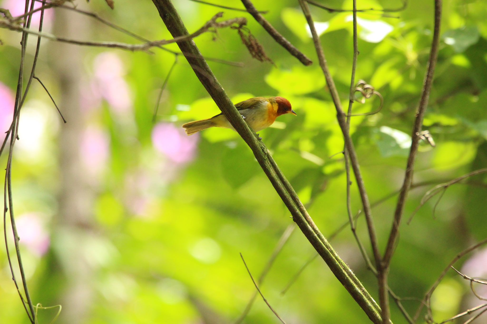 Rufous-headed Tanager (Hemithraupis ruficapilla), photo 6