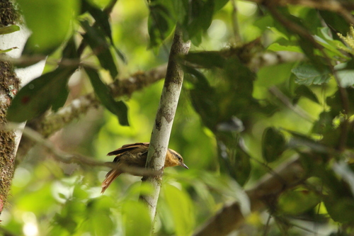 Ochre-breasted Foliage-gleaner (Anabacerthia lichtensteini), photo 10