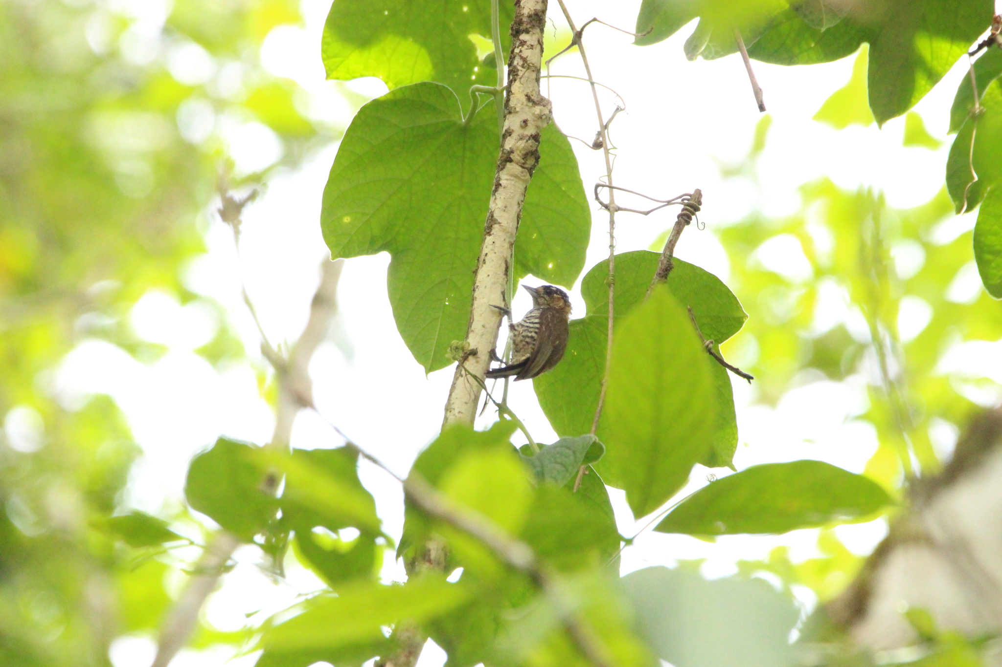 Ochre-collared Piculet (Picumnus temminckii), photo 4