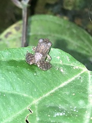 Pristimantis malkini