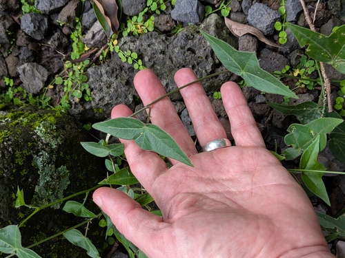 Passiflora suberosa observed 2026-01-25