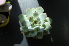 Echeveria pulidonis