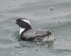 Synthliboramphus wumizusume
