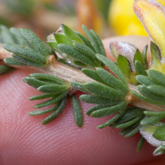 Aspalathus oblongifolia