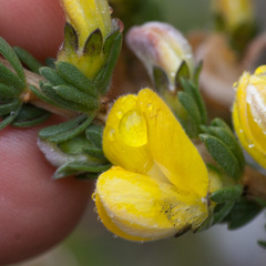 Aspalathus oblongifolia