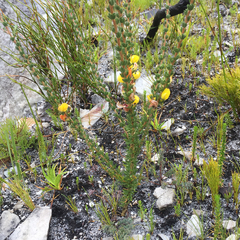 Aspalathus oblongifolia