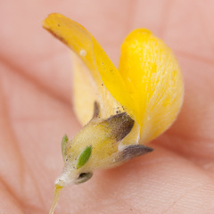 Aspalathus oblongifolia