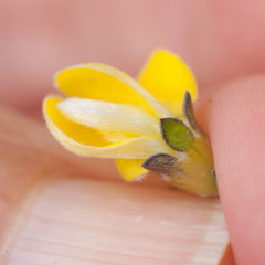 Aspalathus oblongifolia