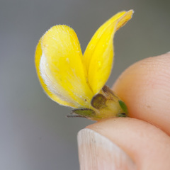 Aspalathus oblongifolia