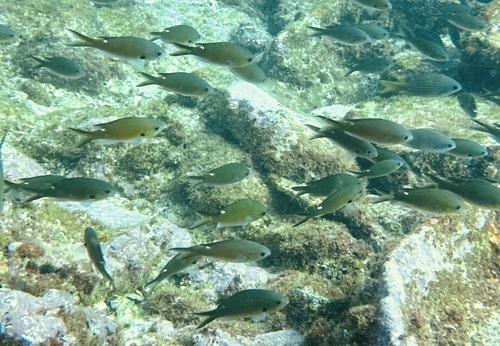 Azurina multilineata