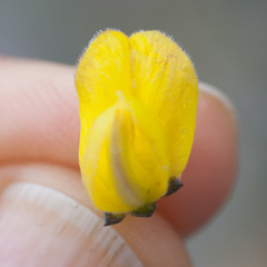 Aspalathus oblongifolia