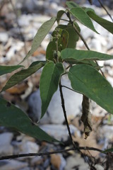 Croton cortesianus