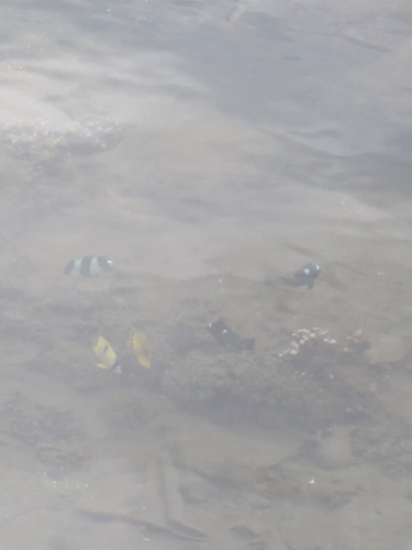 Chaetodon unimaculatus