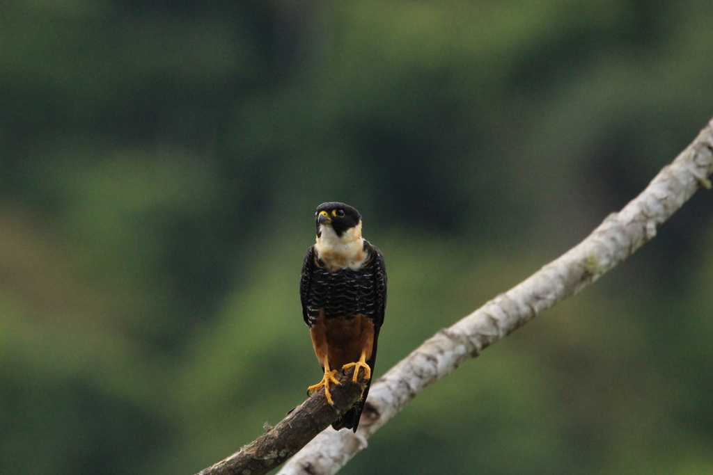 Bat Falcon from Miracatu - State of São Paulo, 11850-000, Brazil on ...