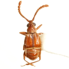 Atinus monilicornis