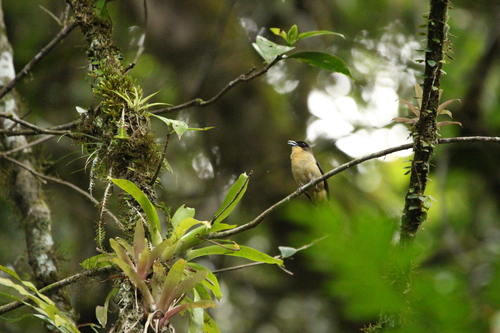 Black-goggled Tanager (Trichothraupis melanops), photo 5
