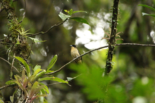 Black-goggled Tanager (Trichothraupis melanops), photo 4