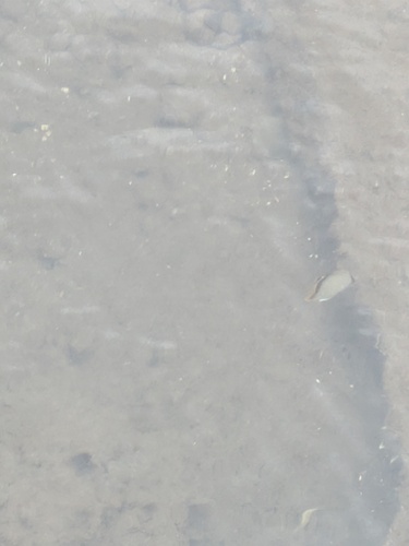Chaetodon vagabundus