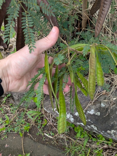 Leucaena leucocephala observed 2026-01-25