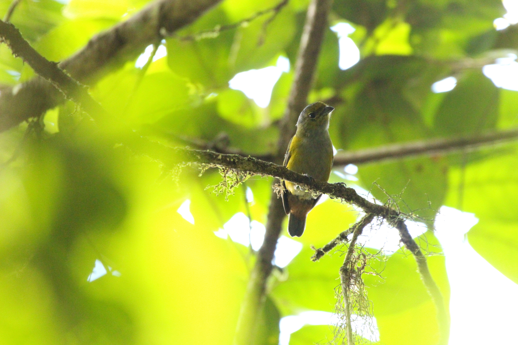 Chestnut-bellied Euphonia (Euphonia pectoralis), photo 2
