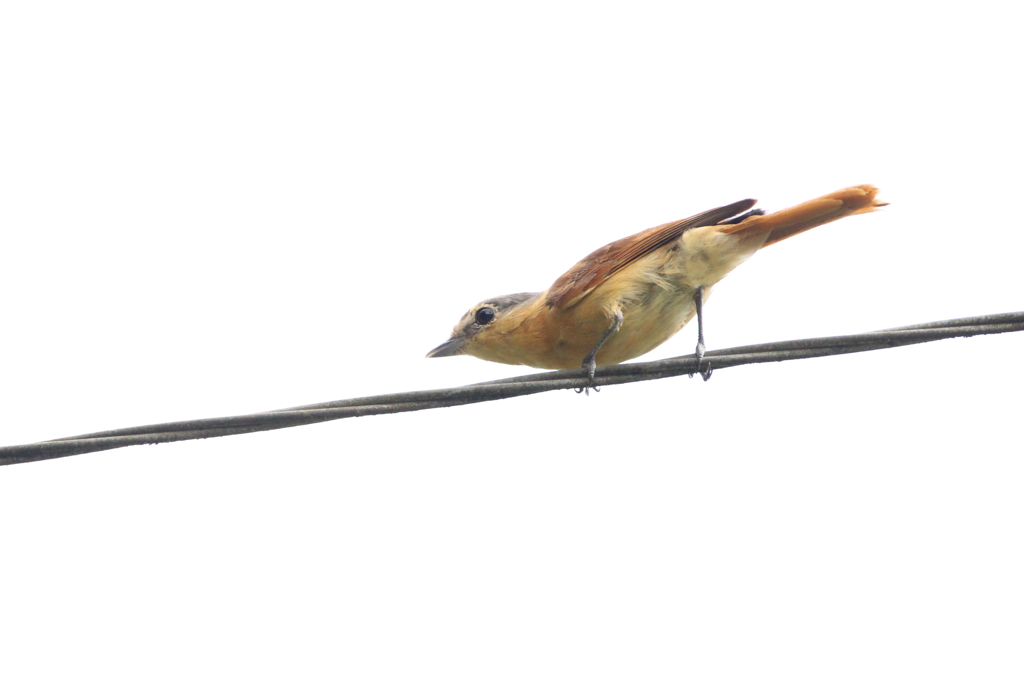 Chestnut-crowned Becard (Pachyramphus castaneus), photo 8