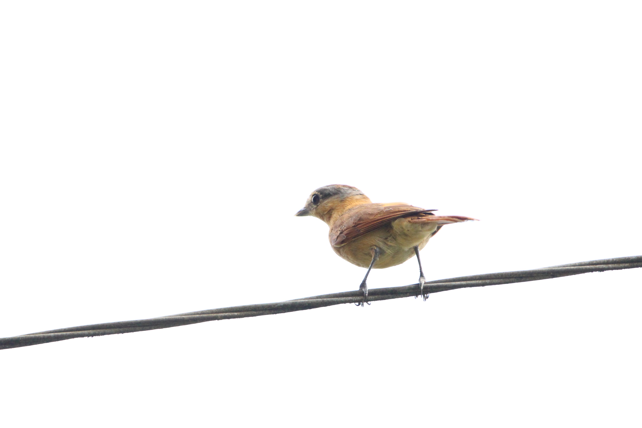 Chestnut-crowned Becard (Pachyramphus castaneus), photo 9