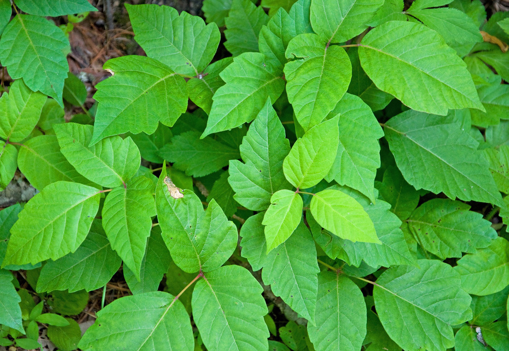 eastern poison ivy (BIO 130 Illinois Species ID ) · iNaturalist