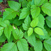 Toxicodendron radicans - Photo (c) floricole, μερικά δικαιώματα διατηρούνται (CC BY-NC), uploaded by floricole
