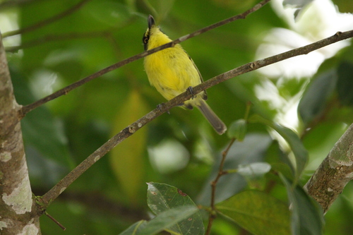Yellow-lored Tody-Flycatcher (Todirostrum poliocephalum), photo 4