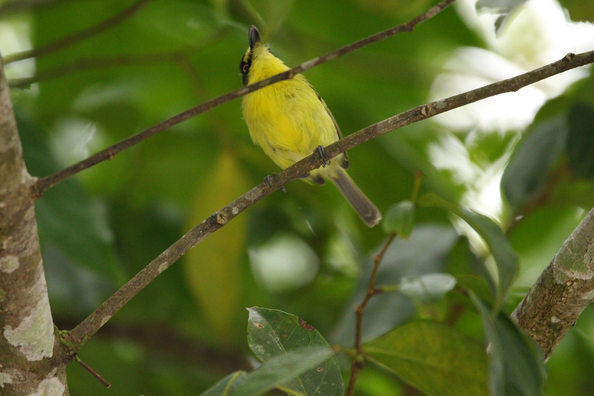 Yellow-lored Tody-Flycatcher (Todirostrum poliocephalum), photo 3